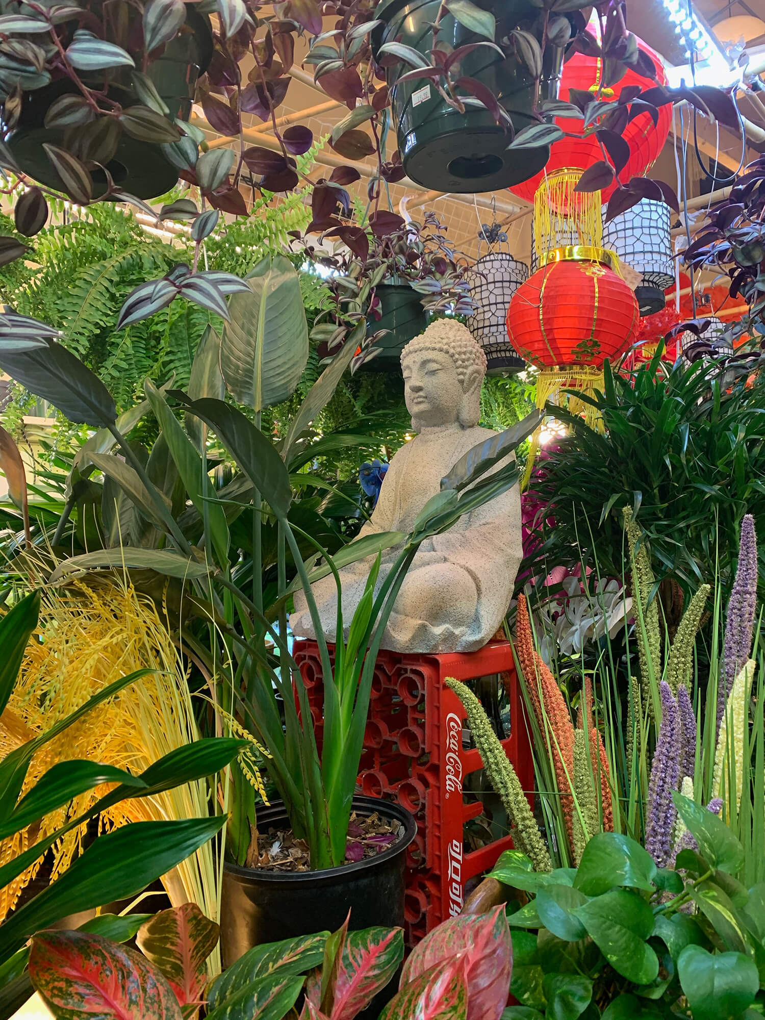 A stone bodhisattva sits quietly atop a red Coca-Cola crate turned on its side, meditating amongst decorative plants and red lanterns.